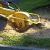 Wake Forest Stump Grinding & Removal by Carolina Tree Service